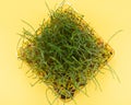 Organic Fresh Green Wheat Grass in sprout tray on bright yellow background. Pet grass, cat grass Royalty Free Stock Photo