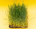 Organic Fresh Green Wheat Grass in sprout tray on bright yellow background. Pet grass, cat grass Royalty Free Stock Photo