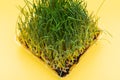 Organic Fresh Green Wheat Grass in sprout tray on bright yellow background. Pet grass, cat grass Royalty Free Stock Photo