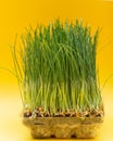 Organic Fresh Green Wheat Grass in sprout tray on bright yellow background. Pet grass, cat grass Royalty Free Stock Photo