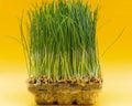 Organic Fresh Green Wheat Grass in sprout tray on bright yellow background. Pet grass, cat grass Royalty Free Stock Photo