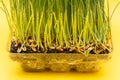 Organic Fresh Green Wheat Grass in sprout tray on bright yellow background. Pet grass, cat grass Royalty Free Stock Photo