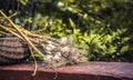 Organic , Fresh , group Garlic enhances taste in food. Harvesting garlic bulb in the garden.