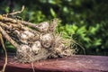 Organic , Fresh , group Garlic enhances taste in food. Harvesting garlic bulb in the garden,.