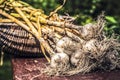 Organic , Fresh , group Garlic enhances taste in food. Harvesting garlic bulb in the garden.