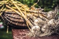 Organic , Fresh , group Garlic enhances taste in food. Harvesting garlic bulb in the garden.