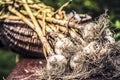 Organic , Fresh , group Garlic enhances taste in food. Harvesting garlic bulb in the garden.