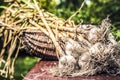 Organic , Fresh , group Garlic enhances taste in food. Harvesting garlic bulb in the garden.