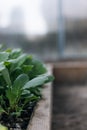 Organic fresh growing lettuce in rows in the vegetable garden Royalty Free Stock Photo