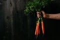 Organic fresh harvested vegetables. Farmer`s hand holding fresh carrots. Black wooden background with copy space Royalty Free Stock Photo