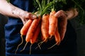 Organic fresh harvested vegetables. Farmer`s hands holding fresh carrots, closeup Royalty Free Stock Photo