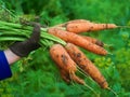 Organic fresh harvested vegetables. Farmer`s hands holding fresh carrots Royalty Free Stock Photo