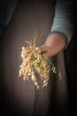 Woman holding in hand ears of oats, closeup.