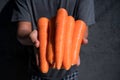 Organic fresh harvested vegetables. Man hands holding fresh carrots, closeup Royalty Free Stock Photo