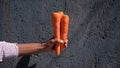 Organic fresh harvested vegetables. Man hands holding fresh carrots, closeup Royalty Free Stock Photo