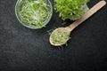 Organic fresh micro greens are rich in antioxidants and vitamins on a black background, empty space for text Royalty Free Stock Photo