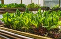 Organic fresh mixed salad vegetables in small greenhouse vegetables. Log plant pots in a green house Royalty Free Stock Photo