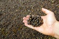 Organic fresh new dried coffee beans on hand