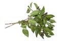 Organic Asian basil leaves on white background Royalty Free Stock Photo