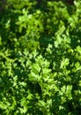 Organic Fresh Parsley In A Garden Royalty Free Stock Photo