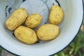 Organic fresh potatoes in the old plate