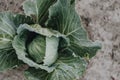 Organic fresh and raw cabbage Royalty Free Stock Photo