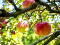 Organic fresh red apples on tree Royalty Free Stock Photo