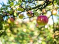 Organic fresh red apples on tree Royalty Free Stock Photo