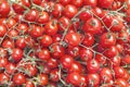 Organic fresh small red ripe cherry tomatoes on the market on sunny day Royalty Free Stock Photo