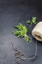 Organic fresh sprigs parsley on the black table