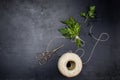 Organic fresh sprigs parsley on the black table