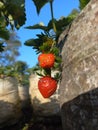 An Organic Fresh Strawberry field