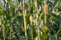 Organic fresh sweet corn harvest in a field Royalty Free Stock Photo