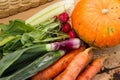 Organic fresh vegetables: pumpkin squash, carrots, scallion, rad