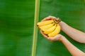 Organic fresh yellow bananas in female hands against background of banana leaf of banana palm in tropical garden with Royalty Free Stock Photo