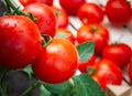 Freshly picked tomatoes crates Royalty Free Stock Photo