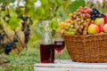 Organic fruit in basket in summer grass. Decanter and glass of wine. Royalty Free Stock Photo