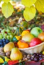 Organic fruit in basket in summer grass Royalty Free Stock Photo