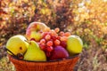 Organic fruit in basket in summer grass. Fresh grapes, pears and apples in nature Royalty Free Stock Photo