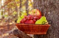 Organic fruit in basket in summer grass. Fresh grapes, pears and apples in nature Royalty Free Stock Photo