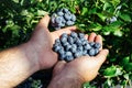 Organic fruit. Farmers hands with freshly harvested fruit.