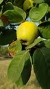 Unripe yellow apple quince closeup among lush green leaves on tree branch. Organic fruit gardening. Fresh quince hanging on tree.