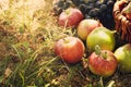 Organic fruit in summer grass Royalty Free Stock Photo