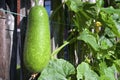 Organic fuzzy melon climbing up the fence, part of an urban gardening project, seen on a sunny summer day
