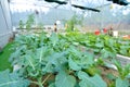 Organic garden with drip irrigation