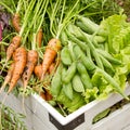 Organic Garden Harvest