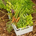 Organic Garden Harvest