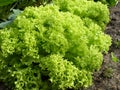 Organic garden lettuce Lollo Bionda Royalty Free Stock Photo