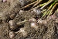 Organic garlic (Allium sativum) bulbs