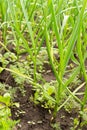 Organic Garlic Bulbs Growing in Soil Royalty Free Stock Photo